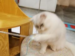 -BABIT巴比特宠物(MOMOPARK店)