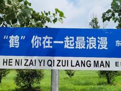 -盐城丹顶鹤湿地生态旅游区