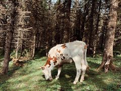 -硗碛藏寨·神木垒景区
