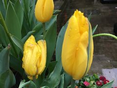 -婺源梦里老家大型山水实景演出