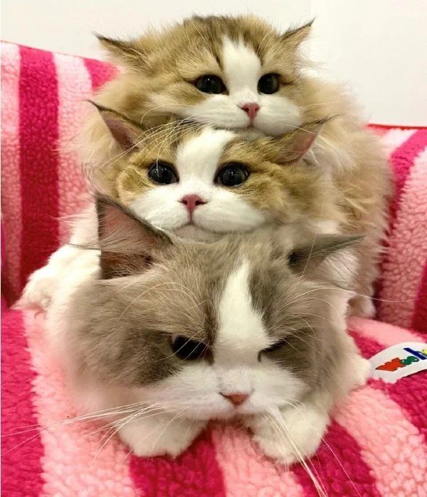 叠猫猫的快乐!