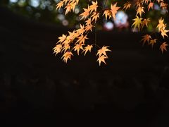 -秋霞圃