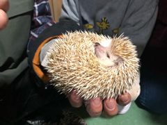 -藦茜花园宠物主题亲子互动体验馆(国顺东路店)