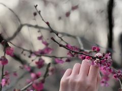 -梅花山(明孝陵内)