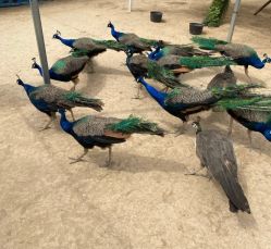 -萌宠亲子动物乐园(槐房万达店)