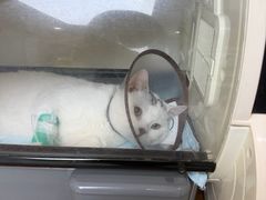 -谐和益家动物医院·免疫绝育·血液透析·宠保定点医院(高新伊藤分院)