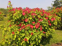 -中国科学院西双版纳热带植物园