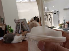 -有猫主题·治愈系猫咖(曾厝垵店)