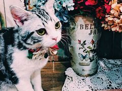 -共舞时光猫咖·狗咖(新街口店)