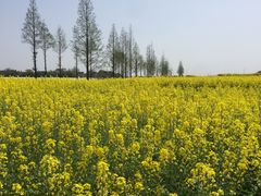 -小鱼草莓采摘园农家乐·小鱼餐厅