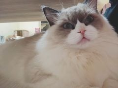 -猫和宫(六道口店)