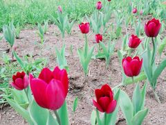 -长春公园(普阳街道)