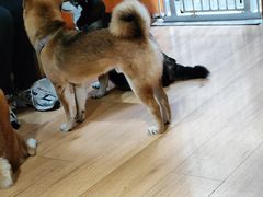 -是阿柴呀！柴犬咖啡·爱喵喵猫咖