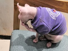 -藏猫猫咖啡主题馆(中央大道店)