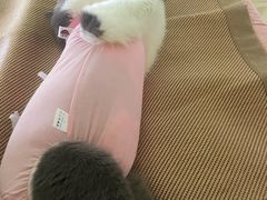 -美联众合爱康动物医院•复杂内科•肿瘤科•牙科•腔镜诊疗中心