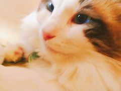 -猫在这儿猫咪咖啡馆·撸猫馆