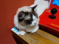-猫色咖啡·猫咖