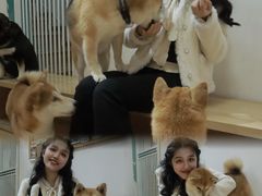 -是阿柴呀！柴犬咖啡·爱喵喵猫咖