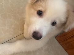 -宠颐生汉谟拉比宠物医院