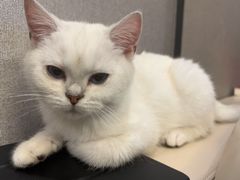 -lincat·猫舍(广州店)