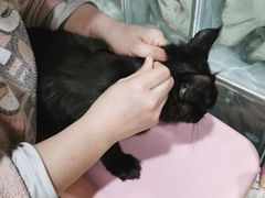 -十年猫舍·猫咪专门店(普陀店)