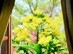-南汇桃花村