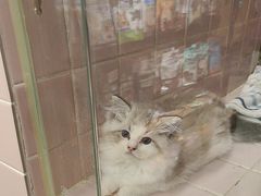 -FAELING PETS美天灵宠物(富力广场店)