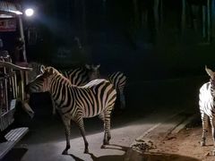 -清迈夜间动物园