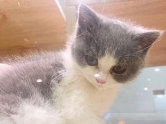 -BABIT巴比特宠物(MOMOPARK店)