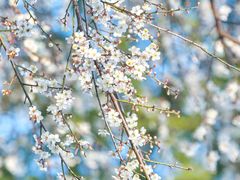 -洋湖国家湿地公园