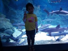 -烟台海昌鲸鲨海洋公园