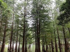 -广州市帽峰山景区