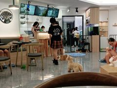 -喵园·猫主题咖啡厅·撸猫·猫咖(国贸店)