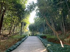 -杭州半山国家森林公园