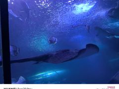 -太平洋海底世界