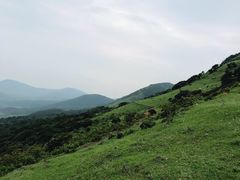 -大姆山草场