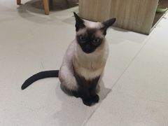 -藏猫猫咖啡主题馆(中央大道店)