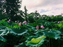 -小六农家乐(崇明西沙湿地店)