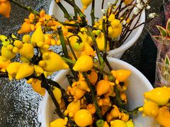 -循礼门鲜花花市(武汉循礼门店)