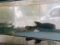 -蟹后Crabber(水悦城店)