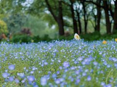 -上海滨江森林公园