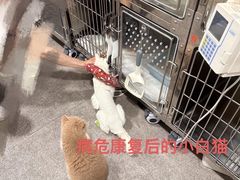 -申普宠物医院·心脏介入·心血管微创(总院)