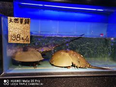 -渔傅·蓝海岸霞浦海鲜(正祥店)