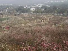 -香雪海