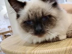 -楼上猫咖(罗湖店)