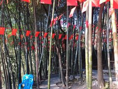 -铁山坪森林公园