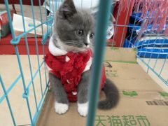 -瑞派旺宝宠物医院·犬猫全科综合·尿道专科(莲兴院)