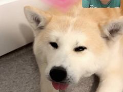 -多乐狗狗宠物训练工作室