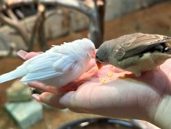 点击看大图 -Zoolung Zoolung动物主题公园(海信广场店)