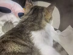 -美联众合动物医院·24h转诊中心